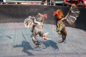 Hướng Dẫn Cách Chơi Đá Gà GA28 Tại JBO Đầy Kịch Tính Và Thú Vị