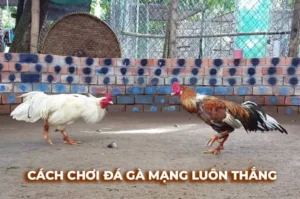 Hướng Dẫn Cách Chơi Đá Gà Sabong Tại JBO Vui Vẻ Kịch Tính Nhất