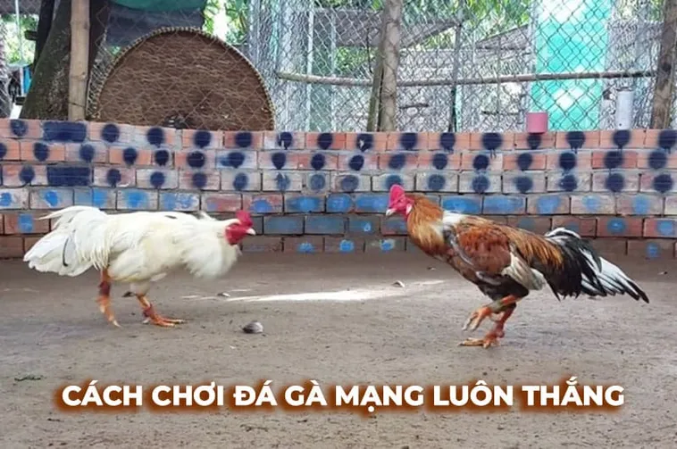 Hướng Dẫn Cách Chơi Đá Gà Sabong Tại JBO Vui Vẻ Kịch Tính Nhất